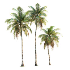 Obraz premium Three Distinct Coconut Trees in Varying Heights - Tropical Island Landscape