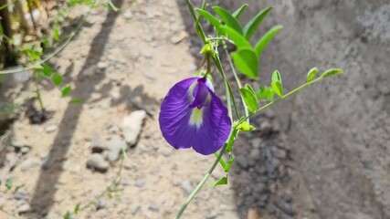 Asian pigeonwings flower in garden 4k footage
