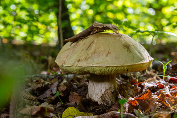Unique view of Amanita phalloides and Gyroporus cyanescens in natural woodland setting near a forest trail during summer afternoon