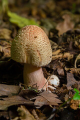 Mushroom Amanita rubescens grows among fallen leaves in a forest during autumn season