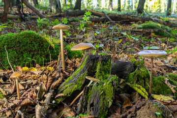 Fototapeta premium Oudemansiella radicata mushrooms growing on a mossy forest floor in a serene woodland setting during early autumn