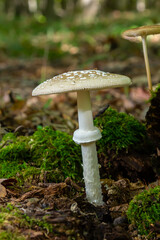 The Amanita pantherina, or the Panther Cap, a beautiful and iconic mushroom. A muted relative of the Amanita muscaria or fly agaric, its cap features a bold pattern