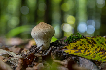 A detailed view of a Lycoperdon perlatum mushroom, also known as the common puffball, sitting on...