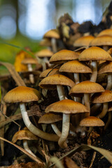 The Conifer Tuft specialises on coniferous dead wood. The stipes are often bent and they grow in tight clumps. The parasol flattens as they grow