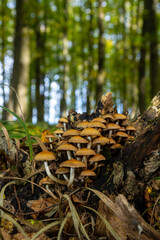 The Conifer Tuft specialises on coniferous dead wood. The stipes are often bent and they grow in tight clumps. The parasol flattens as they grow