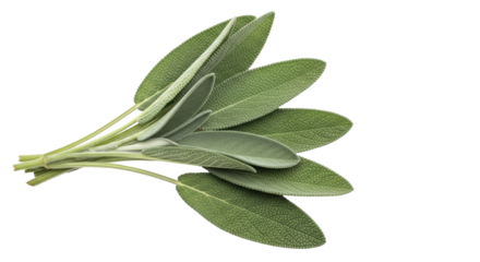 Isolated Bunch of Fresh Sage