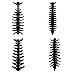Obraz premium Illustration showing four different spinal columns with varying shapes and bone structures in black and white