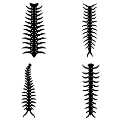 Obraz premium Four stylized spinal column illustrations in black and white on a plain white background image art