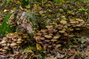 Sulphur tuft, Hypholoma fasciculare, or clustered woodlover on a dead tree