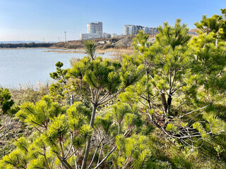 Young pine trees planted on the shore of Lake Torfyanka on Patrokl bay in Vladivostok