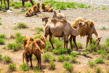 A herd of camels grazes by the shore in a dry steppe landscape.