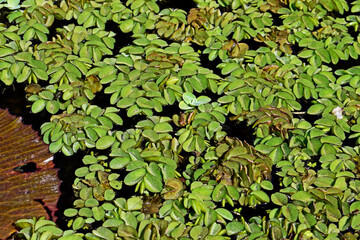 Water plants in the pond (Salvinia auriculata), Rio de Janeiro, Brazil
