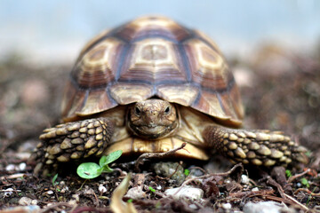 African Sulcata Tortoise Natural Habitat,Close up African spurred tortoise resting ,cute animal