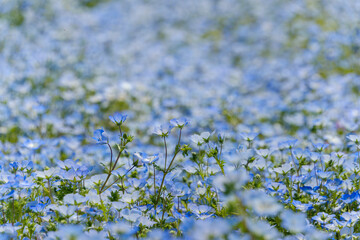Field of blooming nemophila flowers in spring
