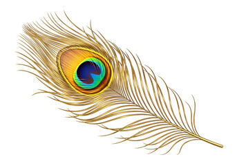 A detailed, golden peacock feather displays vibrant colors on a striking black background.