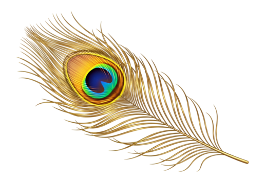 A detailed, golden peacock feather displays vibrant colors on a striking black background.