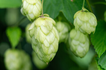 Close up of fresh hop cones on a branch.