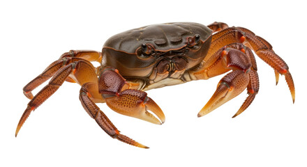 Isolated Brown Crab