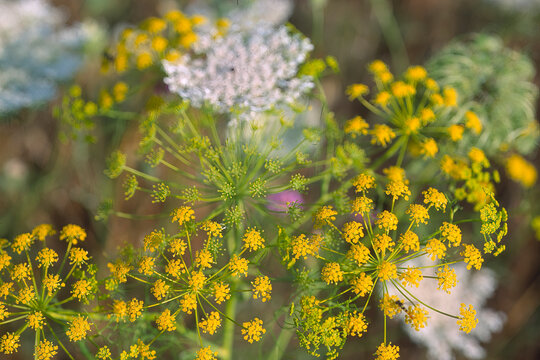 Tapsia (Thapsia garganica and wild carrot, Daucus corota, flower umbel) Sardinia, Italy
