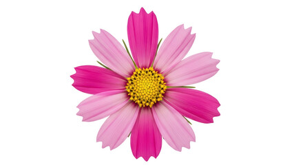 Obraz premium Isolated Pink and White Cosmos Flower