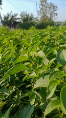 Close-up selective focus of fresh green basil leaves growing in rural farm field