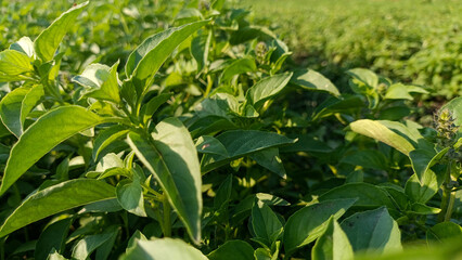 Close-up selective focus of fresh green basil leaves growing in rural farm field