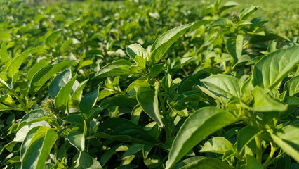 Close-up selective focus of fresh green basil leaves growing in rural farm field