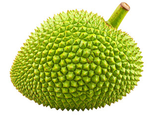 Whole Ripe Jackfruit with Spiky Green Skin, Realistic Detail, isolated on transparent background