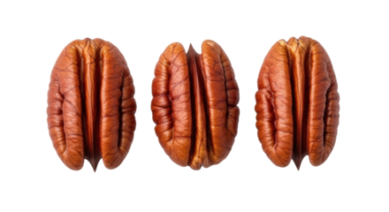 Isolated Pecan nuts