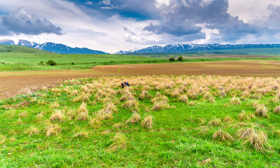 Green field with dry grass patches, snowy mountains and dramatic clouds in the background.