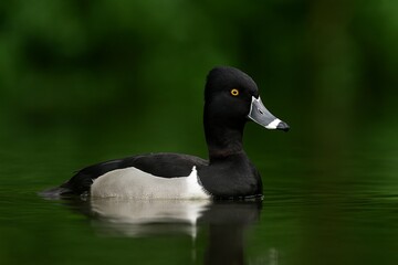 Fototapeta premium Realistic Photograph of a Ring-necked Duck in Natural Wetland Habitat