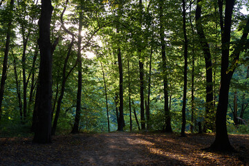 Fototapeta premium beautiful trees in the forest