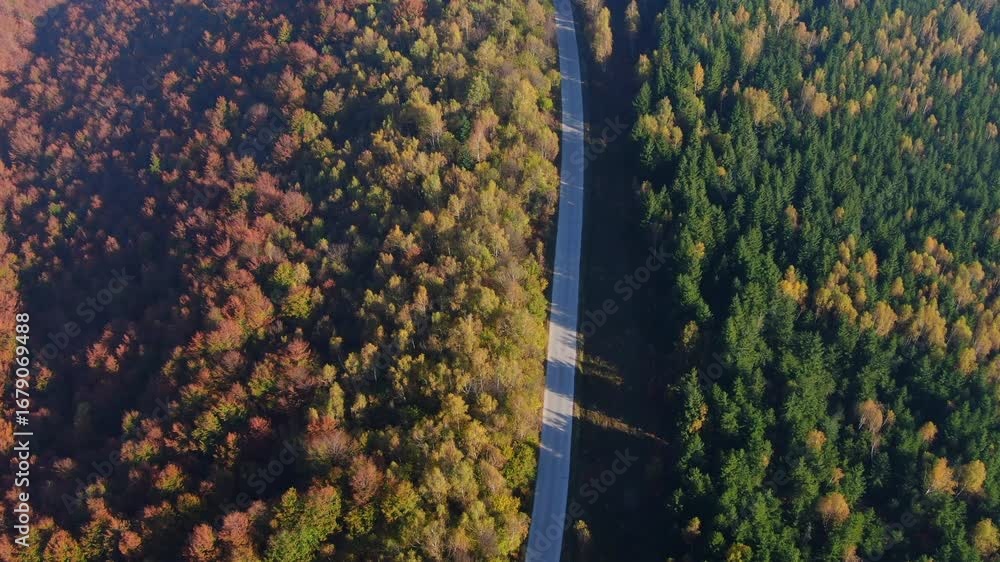 Poster aerial view of a road that goes through a forest with trees showing different colors some are green 