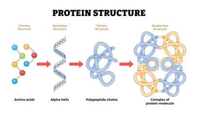 Protein structure anatomy diagram detail, biology educational poster. Labeled amino acid, alpha helix, polypeptide chains, protein molecule complex. Tertiary, quaternary, secondary, primary.