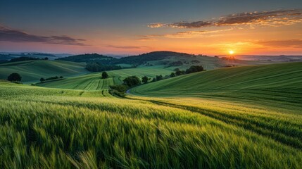 Obraz premium Golden sunlight bathes expansive green fields as the sun sets behind rolling hills. The peaceful rural landscape exudes tranquility during twilight, inviting serenity and reflection.