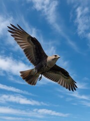 Obraz premium Majestic bird in flight open sky nature photography bright environment aerial view wildlife concept