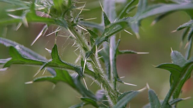 Macro. Sharp thorns of Cirsium: the texture of sharp thorns, a protective mechanism of the plant 