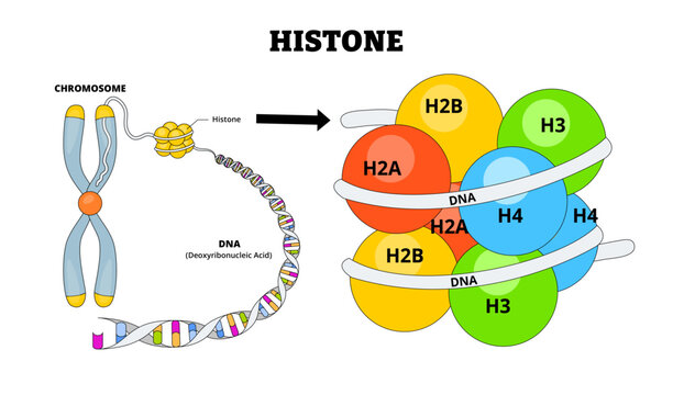 Histone structure anatomy diagram. Biology educational poster. Labeled chromosome, DNA, Deoxyribonucleic Acid. Histone proteins. Basic protein packages and organizes DNA structural units nucleosomes