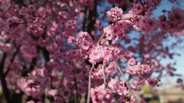 Close-up of plum blossom flowers with buds yet to bloom, capturing the start of spring.