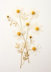 Obraz premium Real Pressed a feverfew flower plant petal.