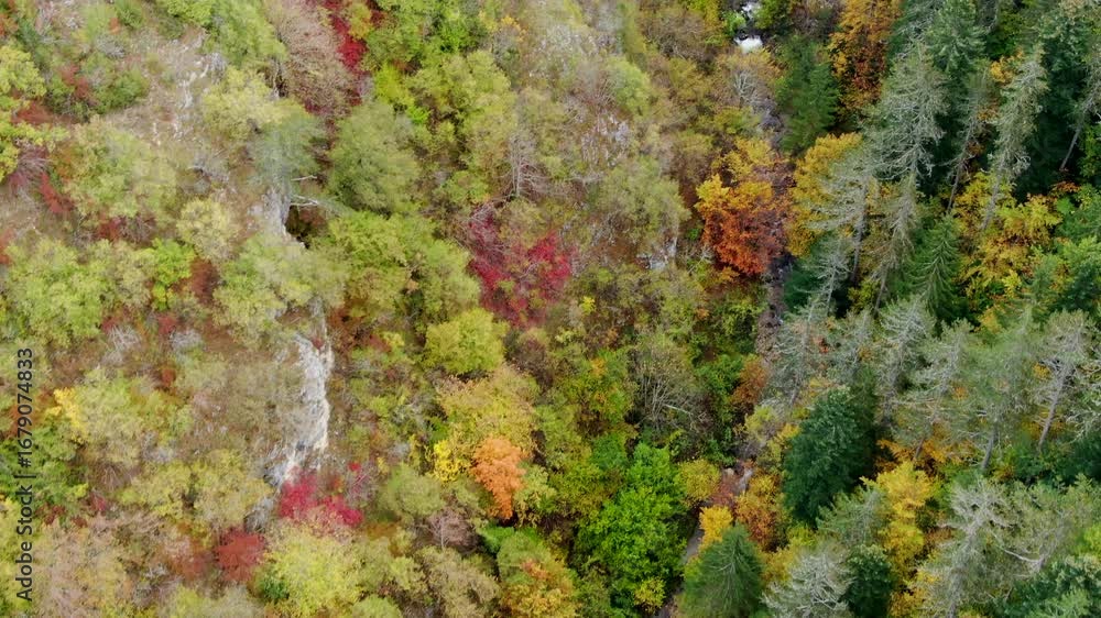 Poster trees of different colors cover the surface some of the trees are green yellow and orange the view i