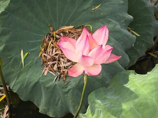 pink lotus flower
