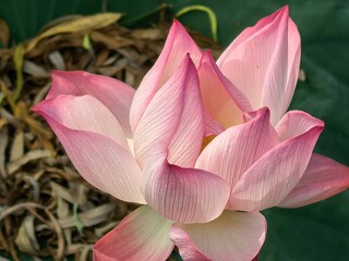 pink lotus flower
