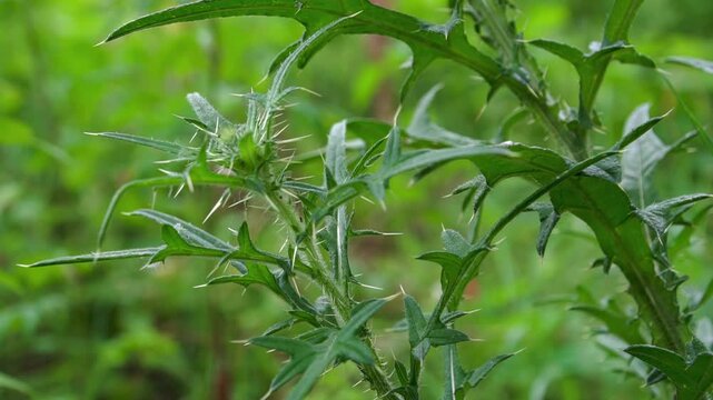 Stem and green leaves of thistle (Cirsium) with thorns: structure of an invasive species of wild weed