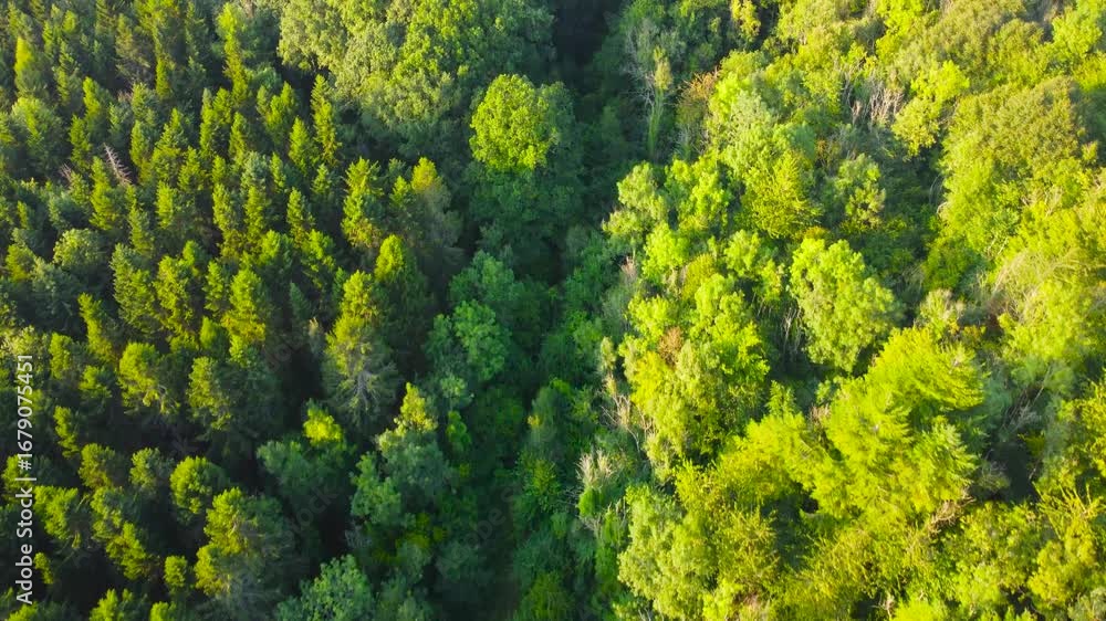 Poster Top Down Aerial View of Dense Trees in Forest of Dean with Winding Track Path and Deep Shadows from Setting Sun.