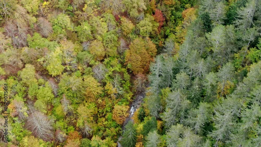 Aufkleber a view from above of a forest with different types of trees some trees have green leaves some have y
