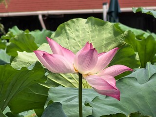 pink lotus flower
