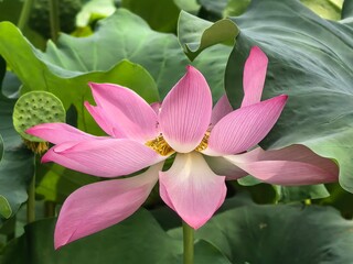 pink lotus flower
