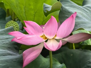 pink lotus flower
