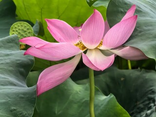 pink lotus flower
